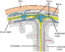 16.3 The Central Nervous System – Concepts of Biology – 1st Canadian ...