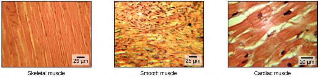 19-4-muscle-contraction-and-locomotion-concepts-of-biology-1st