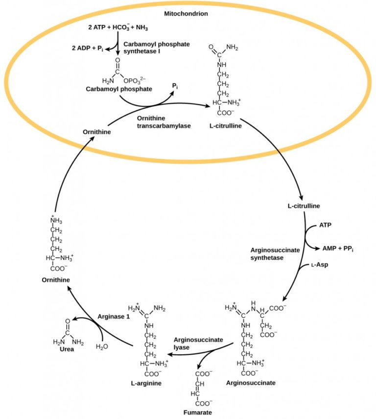 Comparison of Nitrogenous Wastes