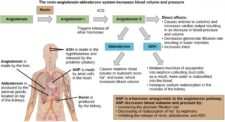 22.5. Hormonal Control of Osmoregulatory Functions – Concepts of ...