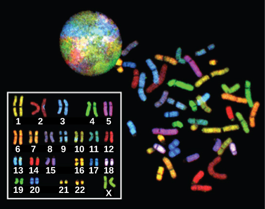 Chromosomes from a human female are shown in a nucleus, scattered outside the nucleus, and arranged in numerical order, from 1–22 followed by X. Each chromosome is stained a different color.