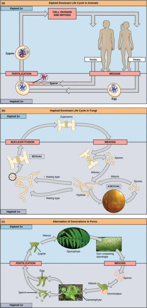 Part a shows the life cycle of animals. Through meiosis, adult males produce haploid (1n) sperm, and adult females produce haploid eggs. Upon fertilization, a diploid (2n) zygote forms, which grows into an adult through mitosis and cell division. Part b shows the life cycle of fungi. In fungi, the diploid (2n) zygospore undergoes meiosis to form haploid (1n) spores. Mitosis of the spores occurs to form hyphae. Hyphae can undergo asexual reproduction to form more spores, or they form plus and minus mating types that undergo nuclear fusion to form a zygospore. Part c shows the life cycle of fern plants. The diploid (2n) zygote undergoes mitosis to produce the sphorophyte, which is the familiar, leafy plant. Sporangia form on the underside of the leaves of the sphorophyte. Sporangia undergo meiosis to form haploid (1n) spores. The spores germinate and undergo mitosis to form a multicellular, leafy gametophyte. The gametophyte produces eggs and sperm. Upon fertilization, the egg and sperm form a diploid zygote.