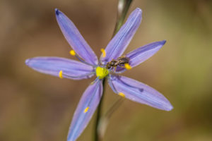 Figure 2.16 Image of a blue camas flower and an insect pollinator. The underground bulb of camas is baked in a fire pit. Heat acts like pancreatic amylase enzyme and breaks down long chains of indigestible inulin into digestible mono and di-saccharides.
