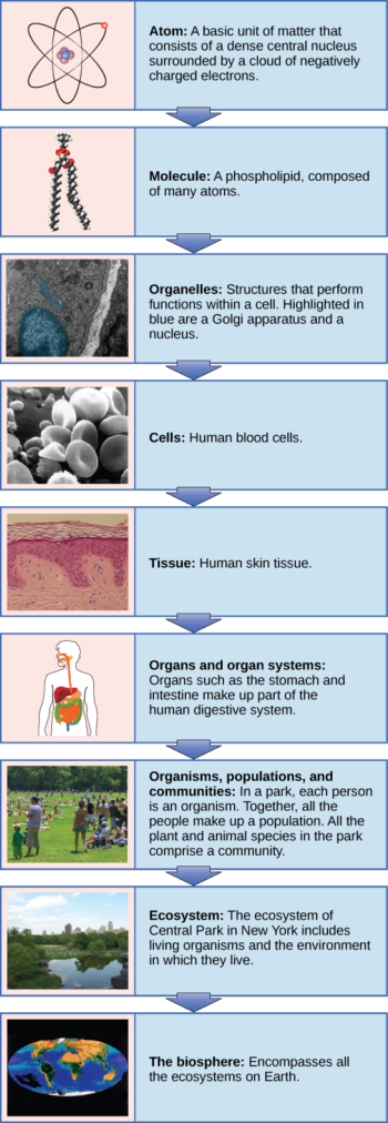 1.1 Themes And Concepts Of Biology – Concepts Of Biology – 1st Canadian ...