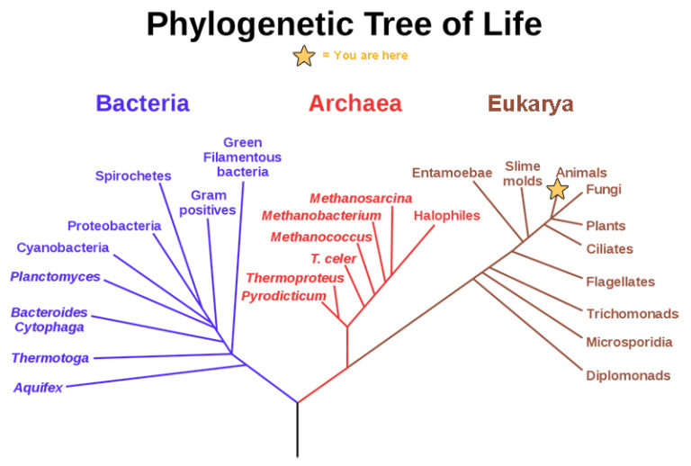Themes And Concepts Of Biology
