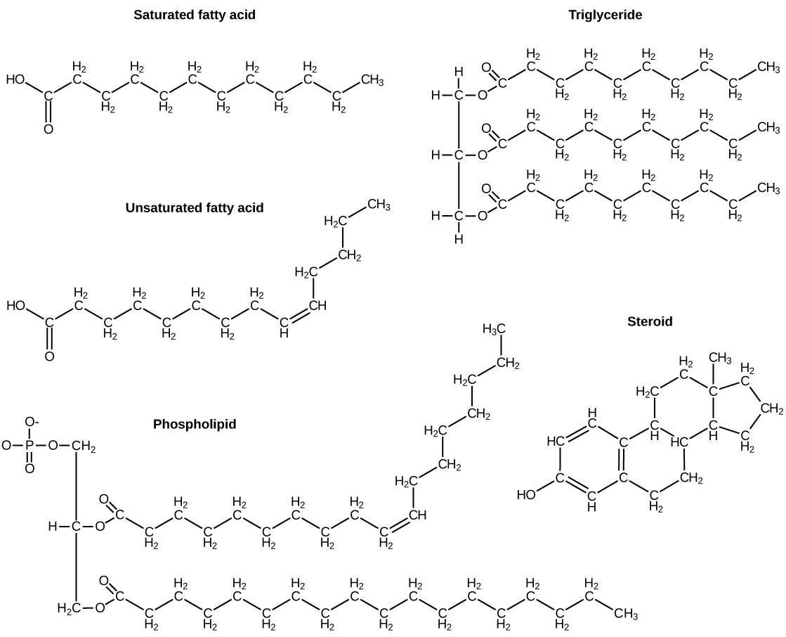 Chemical structures of starch, glycogen, cellulose, and chitin.