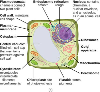 Part b: This illustration depicts a typical eukaryotic plant cell. The nucleus of a plant cell contains chromatin and a nucleolus, the same as in an animal cell. Other structures that a plant cell has in common with an animal cell include rough and smooth ER, the Golgi apparatus, mitochondria, peroxisomes, and ribosomes. The fluid inside the plant cell is called the cytoplasm, just as in an animal cell. The plant cell has three of the four cytoskeletal components found in animal cells: microtubules, intermediate filaments, and microfilaments. Plant cells do not have centrosomes. Plants have five structures not found in animals cells: plasmodesmata, chloroplasts, plastids, a central vacuole, and a cell wall. Plasmodesmata form channels between adjacent plant cells. Chloroplasts are responsible for photosynthesis; they have an outer membrane, an inner membrane, and stack of membranes inside the inner membrane. The central vacuole is a very large, fluid-filled structure that maintains pressure against the cell wall. Plastids store pigments. The cell wall is localized outside the cell membrane.