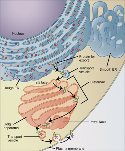 This figure shows the nucleus, rough ER, Golgi apparatus, vesicles, and plasma membrane. The right side of the rough ER is shown with an integral membrane protein embedded in it. The part of the protein facing the inside of the ER has a carbohydrate attached to it. The protein is shown leaving the ER in a vesicle that fuses with the cis face of the Golgi apparatus. The Golgi apparatus consists of several layers of membranes, called cisternae. As the protein passes through the cisternae, it is further modified by the addition of more carbohydrates. Eventually, it leaves the trans face of the Golgi in a vesicle. The vesicle fuses with the cell membrane so that the carbohydrate that was on the inside of the vesicle faces the outside of the membrane. At the same time, the contents of the vesicle are released from the cell.