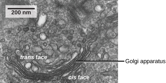 In this transmission electron micrograph, the Golgi apparatus appears as a stack of membranes surrounded by unnamed organelles.