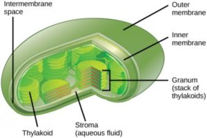 3.3 Eukaryotic Cells – Concepts of Biology – 1st Canadian Edition