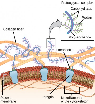 This illustration shows the plasma membrane. Embedded in the plasma membrane are integral membrane proteins called integrins. On the exterior of the cell is a vast network of collagen fibers, which are attached to the integrins via a protein called fibronectin. Proteoglycan complexes also extend from the plasma membrane into the extracellular matrix. A magnified view shows that each proteoglycan complex is composed of a polysaccharide core. Proteins branch from this core, and carbohydrates branch from the proteins. The inside of the cytoplasmic membrane is lined with microfilaments of the cytoskeleton.