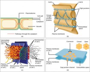 3.3 Eukaryotic Cells – Concepts Of Biology – 1st Canadian Edition