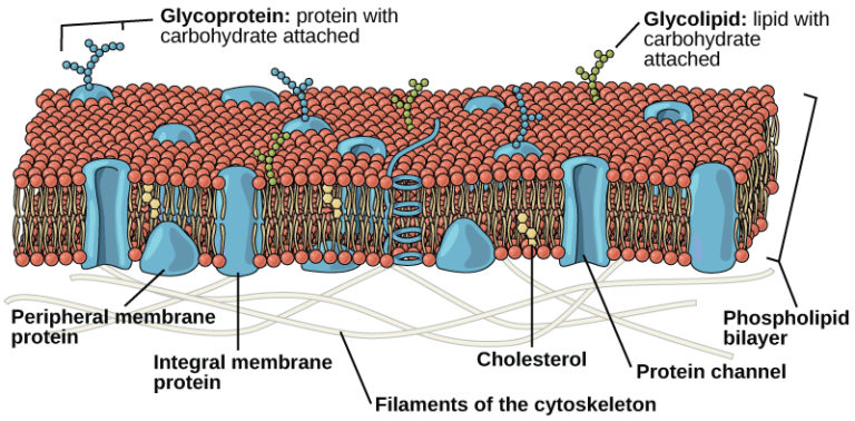 3.4 The Cell Membrane – Concepts of Biology – 1st Canadian Edition