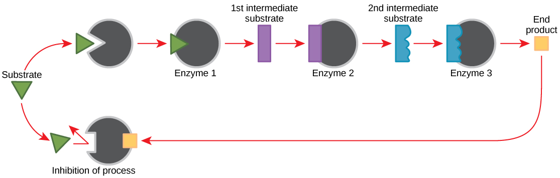 This diagram shows a metabolic pathway in which three enzymes convert a substrate, in three steps, into a final product. The final product inhibits the first enzyme in the pathway by feedback inhibition.