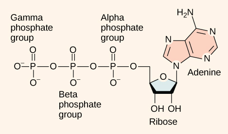 This illustration shows the molecular structure of ATP. This molecule is an adenine nucleotide with ribose and a string of three phosphate groups attached to it. The phosphate groups are named alpha, beta, and gamma in order of increasing distance from the ribose sugar to which they are attached.