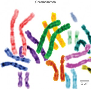 This image shows paired chromosomes