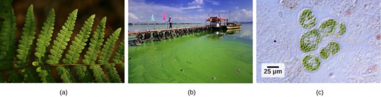 Beyond Photosynthesis Exploring Heterotrophic Eubacteria - vnd7v6t