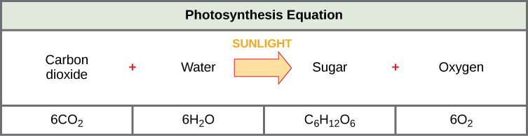The photosynthesis equation is shown. According to this equation, six carbon dioxide molecules and six water molecules produce one sugar molecule and one oxygen molecule. The sugar molecule is made of 6 carbons, 12 hydrogens, and 6 oxygens. Sunlight is used as an energy source.