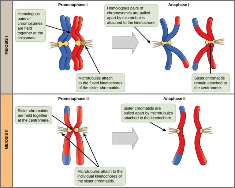 Meiosis Concepts Of Biology St Canadian Edition