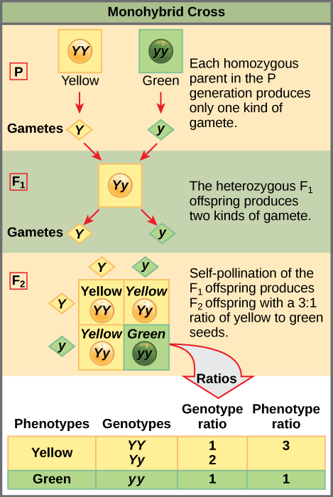 You've Been Lied To About Genetics