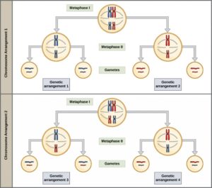 meiosis independent nuclei segregation