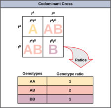 8.3 Extensions of the Laws of Inheritance – Concepts of Biology – 1st ...