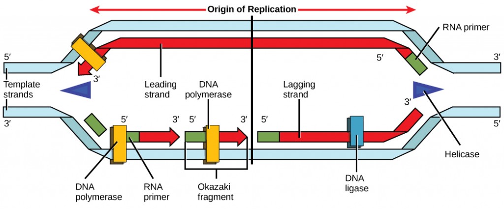Illustration shows a replication bubble. Helicase unwinds the helix. An RNA primer starts the synthesis, and DNA polymerase extends the DNA strand from the RNA primer. DNA synthesis occurs only in the 5' to 3' direction. On the leading strand, DNA synthesis occurs continuously. On the lagging strand, DNA synthesis restarts many times as the helix unwinds, resulting in many short fragments called Okazaki fragments.