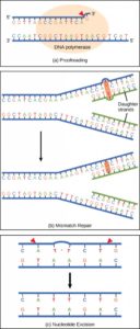 9.2 DNA Replication – Concepts of Biology – 1st Canadian Edition