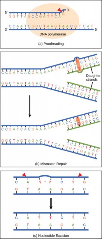 9-2-dna-replication-concepts-of-biology-1st-canadian-edition