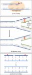 9.2 DNA Replication – Concepts of Biology – 1st Canadian Edition