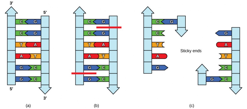 In part A, the figure shows a strand of ladder-like DNA. In part B, the DNA is cut on both strands between the two guanines. In part C, the 2 strands have separated, leaving complementary sticky ends on each with unattached 5&#039; to 3&#039; G, A, T, and C nucleotides.