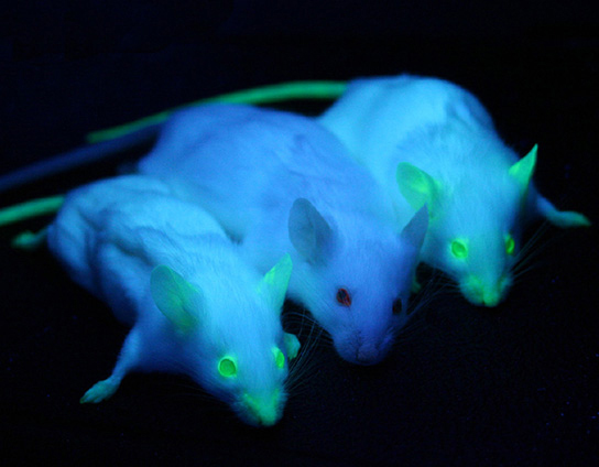 A photo shows 3 mice under ultraviolet light. All three have white fur that looks purple in <a href=