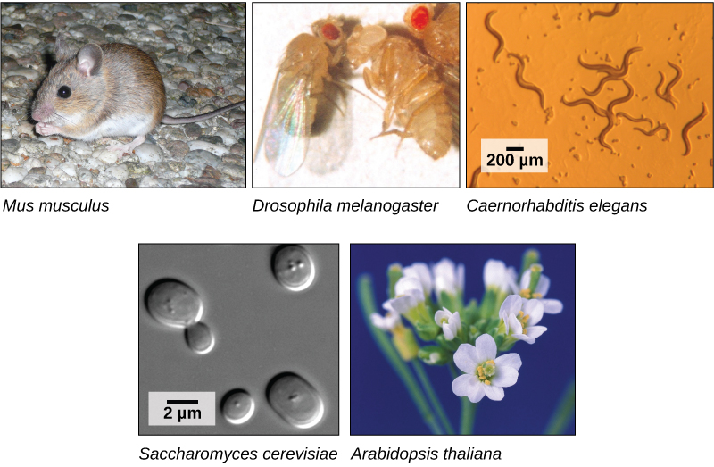 Five photos are of the mouse, Mus musculus; the fruit fly, Drosophila melanogaster; the nematode Caenorhabditis elegans, viewed through a scanning electron microscope; the yeast Saccharomyces cerevisiae, seen in a differential interference contrast light micrograph; and a small white flower, Arabidopsis thaliana