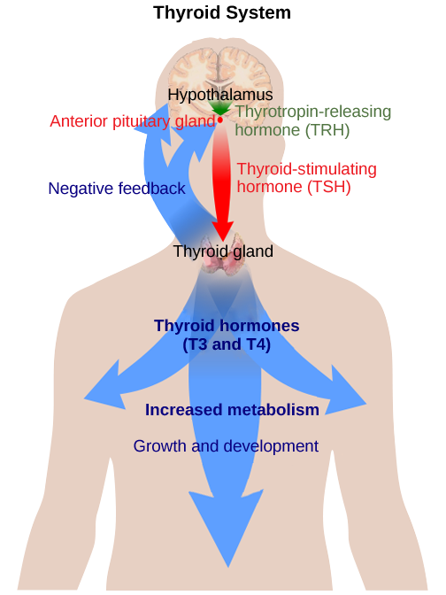 The hypothalamus secretes thyrotropin-releasing hormone, which causes the anterior pituitary gland to secrete thyroid-stimulating hormone. Thyroid-stimulating hormone causes the thyroid gland to secrete the thyroid hormones T3 and T4, which increase metabolism, resulting in growth and development. In a negative feedback loop, T3 and T4 inhibit hormone secretion by the hypothalamus and pituitary, terminating the signal.