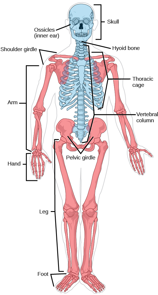 On a human skeleton, the parts of the axial skeleton are highlighted in blue. The appendicular skeleton, which consists of arms, legs, shoulder bones, and the pelvic girdle, is highlighted in red.