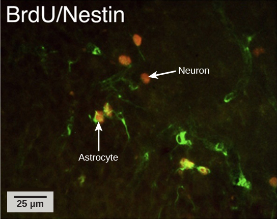 In the micrograph, several cells are fluorescently labeled green only. Three cells are labeled red only, and four cells are labeled green and red. The cells labeled green and red are astrocytes, and the cells labeled red are neurons. The neurons are oval and about ten microns long. Astrocytes are slightly larger and irregularly shaped.