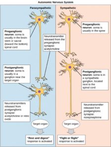 how to turn on the parasympathetic nervous system