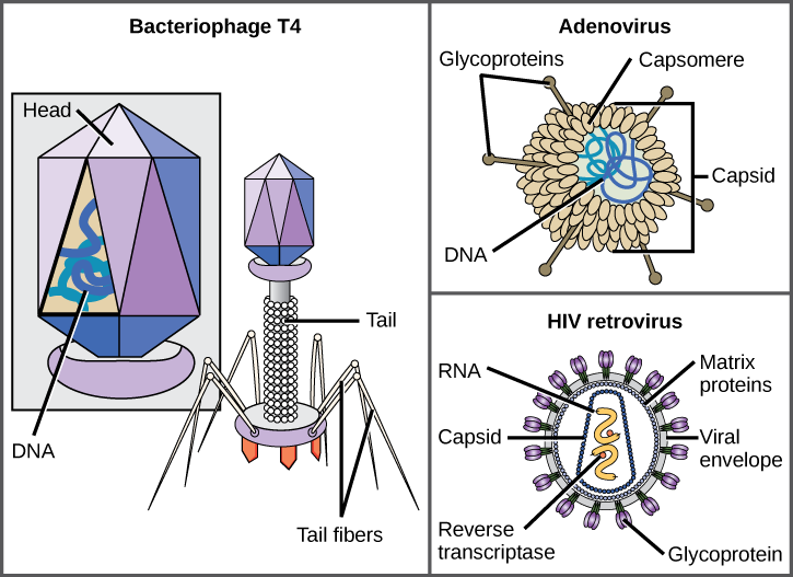 Un'illustrazione mostra il batteriofago T4, che ospita il suo genoma del DNA in una testa esagonale. Una coda lunga e dritta si estende dalla parte inferiore della testa. Le fibre della coda attaccate alla base della coda sono piegate, come le zampe di ragno. Un adenovirus ospita il suo genoma del DNA in un capside rotondo fatto da molte piccole subunità capsomere. Le glicoproteine si estendono dal capsomero, come spilli da un puntaspilli. Il retrovirus HIV ospita il suo genoma RNA e un enzima chiamato trascrittasi inversa in un capside a forma di proiettile. Un involucro virale sferico, rivestito di proteine della matrice, circonda il capside. Le glicoproteine si estendono dalla busta virale.