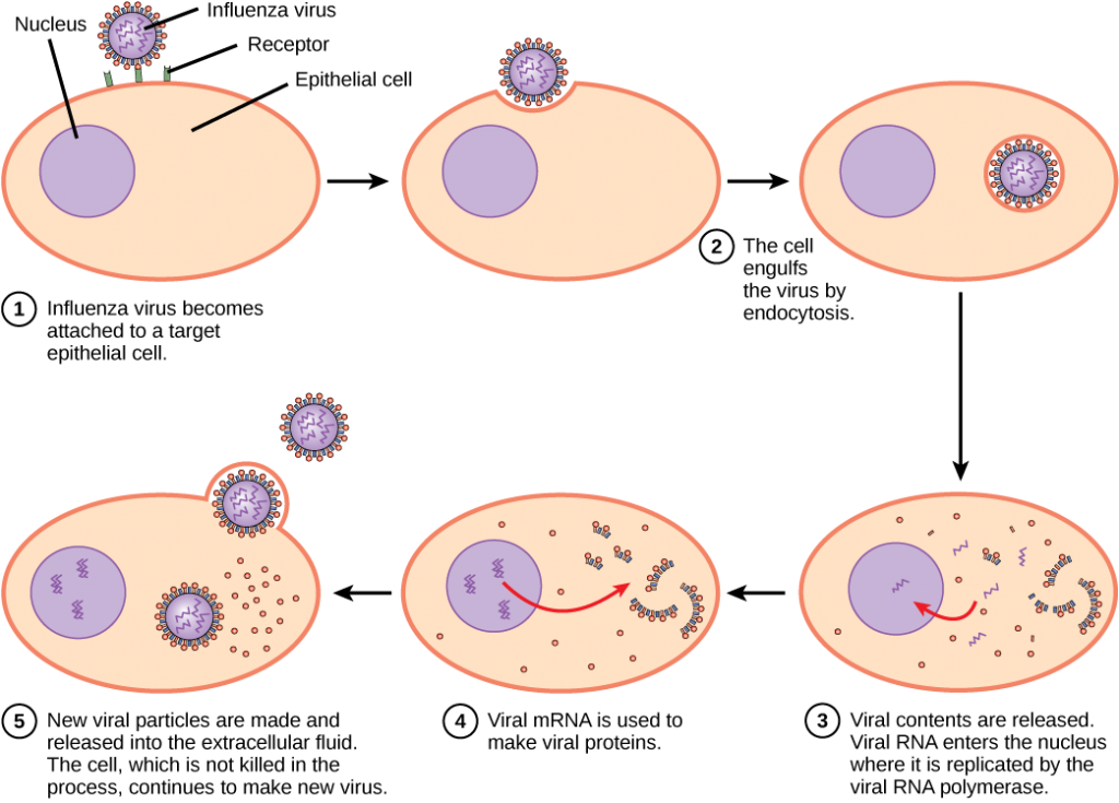 The illustration shows the steps of an influenza virus infection. In step 1, influenza virus becomes attached to a receptor on a target epithelial cell. In step 2, the cell engulfs the virus by endocytosis, and the virus becomes encased in the cell's plasma membrane. In step 3, the membrane dissolves, and the viral contents are released into the cytoplasm. Viral mRNA enters the nucleus, where it is replicated by viral RNA polymerase. In step 4, viral mRNA exits to the cytoplasm, where it is used to make viral proteins. In step 5, new viral particles are released into the extracellular fluid. The cell, which is not killed in the process, continues to make new virus.