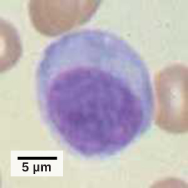 Micrograph shows a round cell with a large nucleus occupying more than half of the cell.