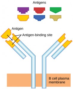 Illustration shows a Y-shaped B cell receptor that projects up from the plasma membrane. The upper portion of both ends of the Y is the variable region that makes up the antigen binding site.
