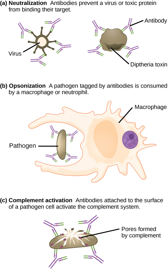Part A shows antibody neutralization. Antibodies coat the surface of a virus or toxic protein, such as the diphtheria toxin, and prevent them from binding to their target. Part B shows opsonization, a process by which a pathogen coated with antigens is consumed by a macrophage or neutrophil. Part C shows complement activation. Antibodies attached to the surface of a pathogen cell activate the complement system. Pores are formed in the cell membrane, destroying the cell.