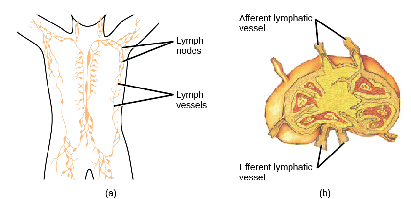Part A shows the location of the lymph nodes and lymph vessels in the human body. Lymph vessels run down the spine and along the sides of the body and into the arms and legs and neck. Lymph nodes are clustered in the upper arms and legs, and in the lower back. Part B shows a lymph node, which is kidney shaped. Afferent lymphatic vessels are located along the outer curve, and efferent vessels are located along the inner curve.