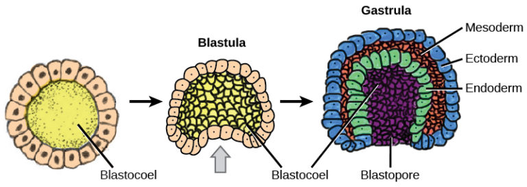 blastopore forms