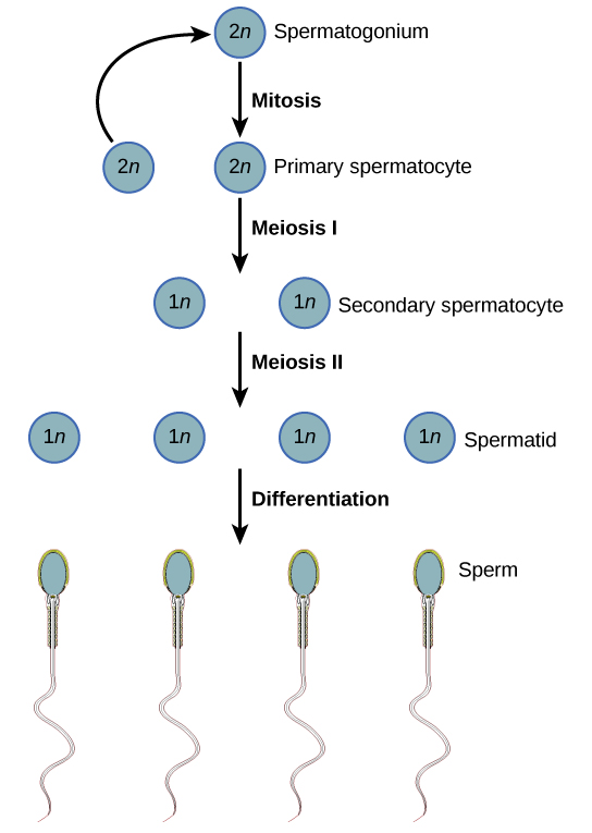 Spermatogenesis begins when the 2n spermatogonium undergoes mitosis, producing more spermatogonia. The spermatogonia undergo meiosis I, producing haploid (1n) secondary spermatocytes, and meiosis II, producing spermatids. Differentiation of the spermatids results in mature sperm.