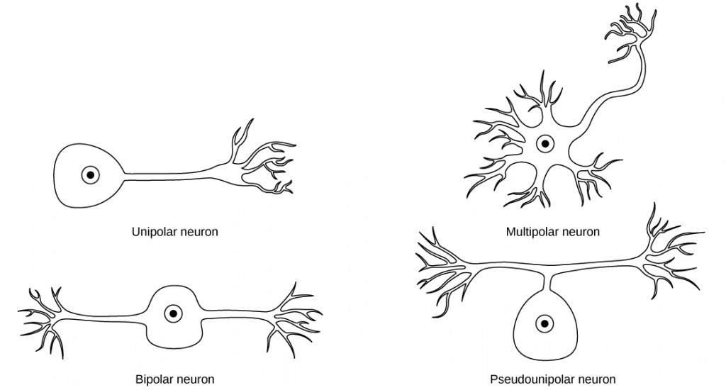 unipolar neuron dendrite