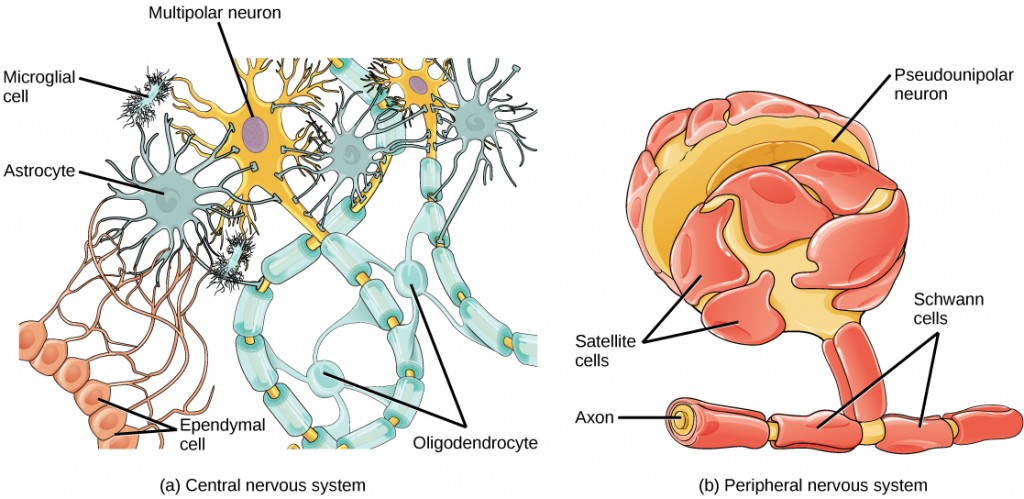 Figure 35.7.  Glial cells support neurons and maintain their environment. Glial cells of the (a) central nervous system include oligodendrocytes, astrocytes, ependymal cells, and microglial cells. Oligodendrocytes form the myelin sheath around axons. Astrocytes provide nutrients to neurons, maintain their extracellular environment, and provide structural support. Microglia scavenge pathogens and dead cells. Ependymal cells produce cerebrospinal fluid that cushions the neurons. Glial cells of the (b) peripheral nervous system include Schwann cells, which form the myelin sheath, and satellite cells, which provide nutrients and structural support to neurons.