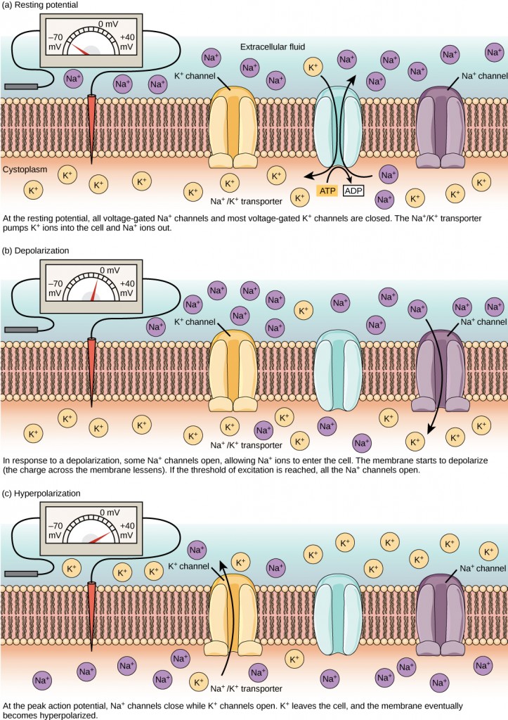 Figure 35.10.  The (a) resting membrane potential is a result of different concentrations of Na+ and K+ ions inside and outside the cell. A nerve impulse causes Na+ to enter the cell, resulting in (b) depolarization. At the peak action potential, K+ channels open and the cell becomes (c) hyperpolarized.