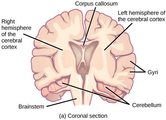 Illustration shows coronal (front) and sagittal (side) sections of a human brain. In the coronal section, the large upper part of the brain, called the cerebral cortex, is divided into left and right hemispheres. A cavity resembling butterfly wings exists between the left and right cortex. The corpus callosum is a band that connects the two hemispheres together, just above this cavity. The surface of the cerebral cortex contains bumpy protrusions called gyri. The cerebral cortex is anchored by the brain stem, which connects with the spinal cord. On either side of the brainstem tucked beneath the cerebral cortex is the cerebellum. The surface of the cerebellum is bumpy, but not as bumpy as the cerebral cortex. The sagittal section reveals that the cerebral cortex makes up the front and top part of the brain, while the brainstem and cerebellum make up the lower back part. The oval thalamus sits in the cavity in the middle of the cerebral cortex. The corpus callosum wraps around the top part thalamus. The basal ganglia wraps around the corpus callosum, starting at the lower front part of the brain and continuing three-quarters of the way around so the back end almost meets the front end. The basal ganglia is separated into segments that are connected along the top and bottom. The amygdala is a spherical structure at the end of the basal ganglia.