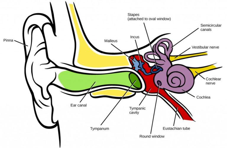 17.4 Hearing and Vestibular Sensation – Concepts of Biology – 1st ...